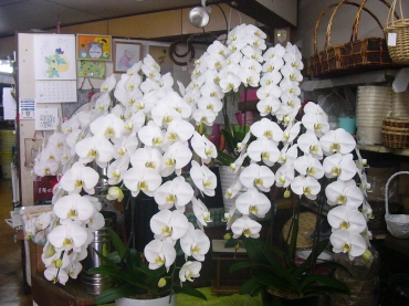「花の長岡」　（長崎県西海市）の花屋店舗写真3